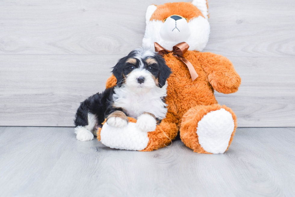 Friendly Mini Bernedoodle Baby