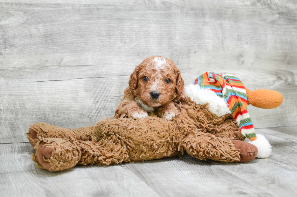 Small Mini Goldendoodle Baby