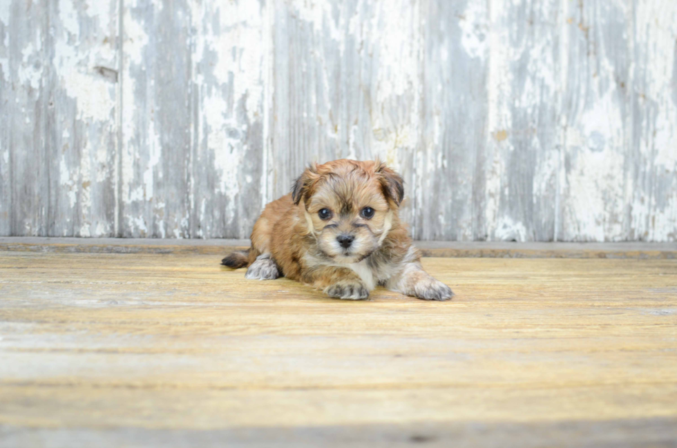 Best Morkie Baby