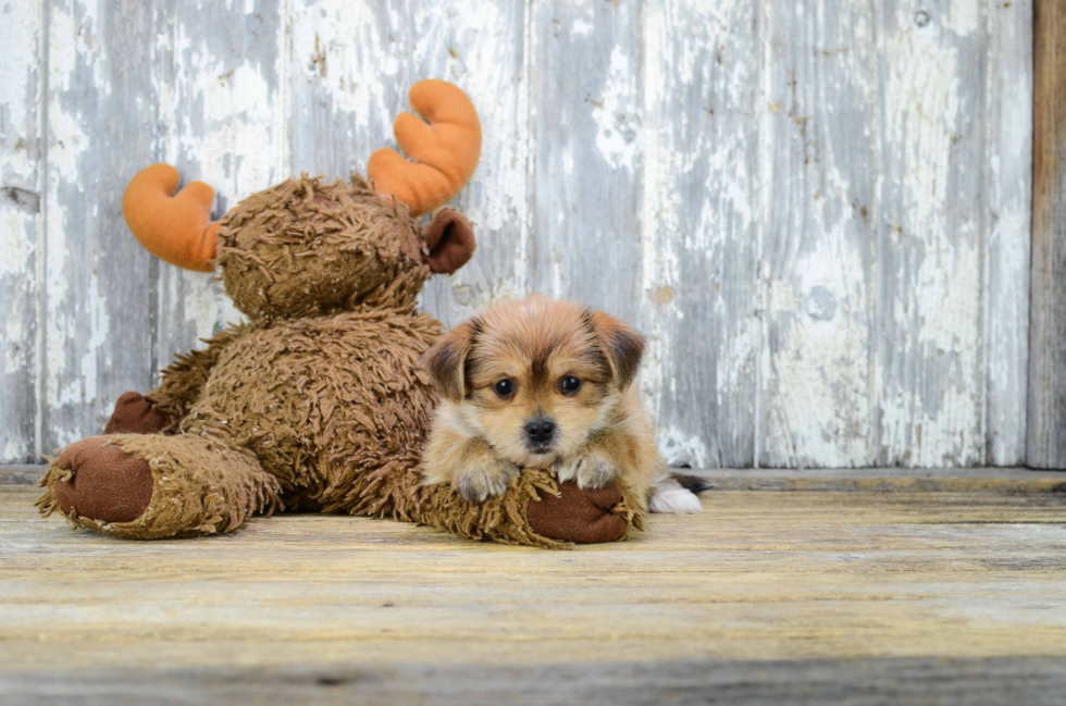 Popular Shorkie Designer Pup