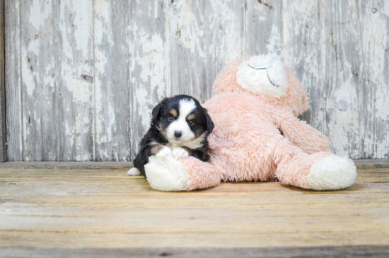 Little Aussiepoo Poodle Mix Puppy