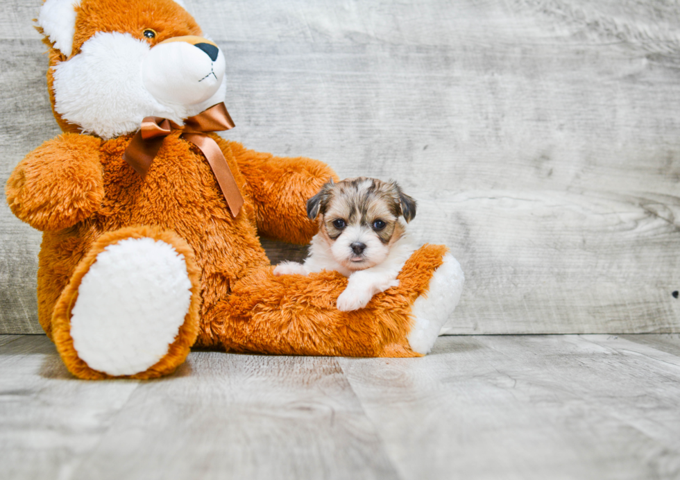 Teddy Bear Pup Being Cute