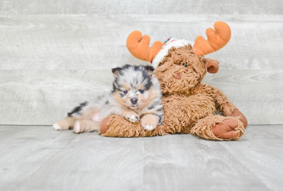 Pomeranian Pup Being Cute