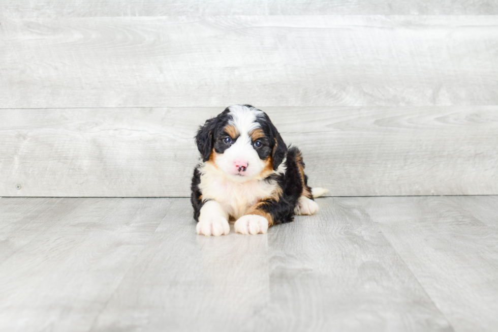 Mini Bernedoodle Puppy for Adoption