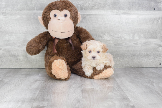 Funny Maltipoo Poodle Mix Pup