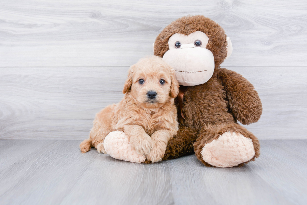 Best Mini Goldendoodle Baby