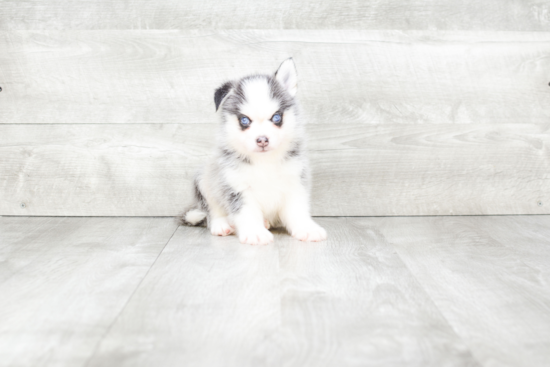 Adorable Mini Husky Designer Puppy