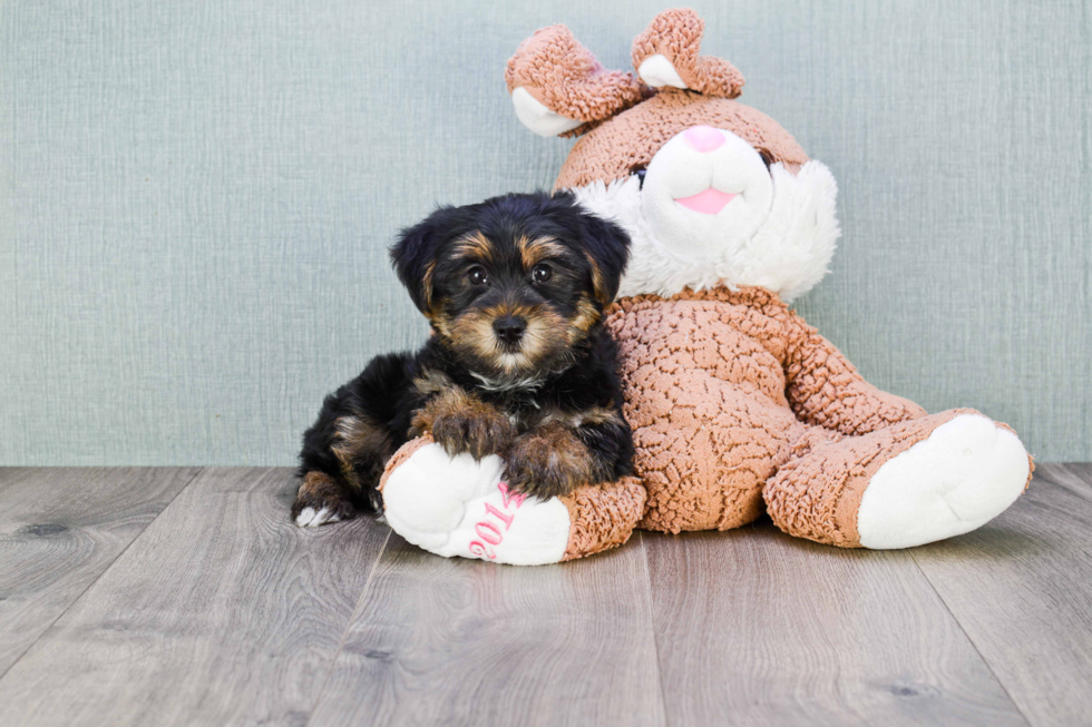 Meet Snickers - our Yorkshire Terrier Puppy Photo 