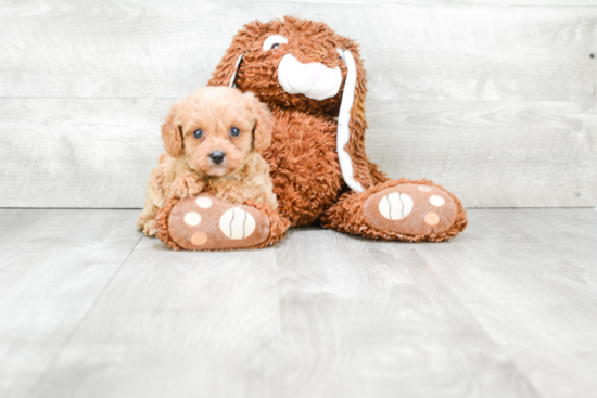 Cavapoo Pup Being Cute