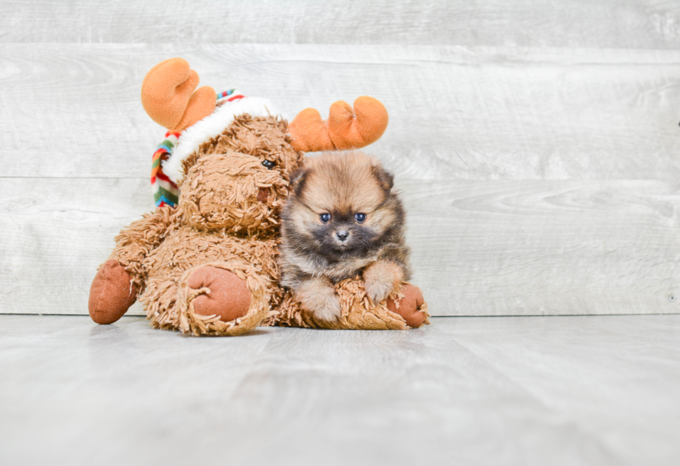 Small Pomeranian Purebred Pup