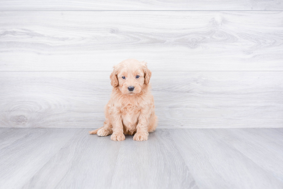 Funny Mini Goldendoodle Poodle Mix Pup