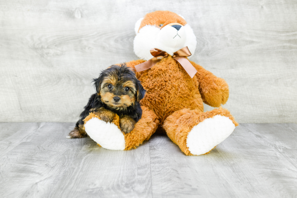 Meet Avery - our Yorkshire Terrier Puppy Photo 