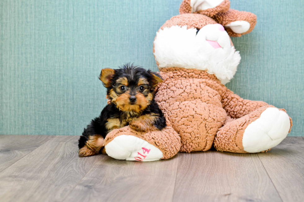 Meet Rascal - our Yorkshire Terrier Puppy Photo 