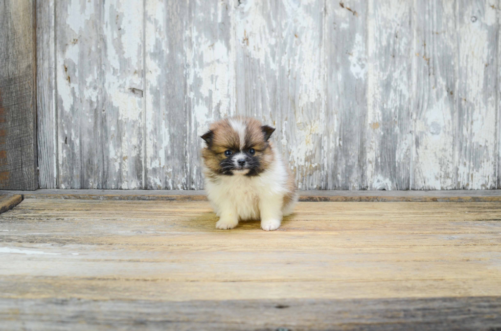 Best Pomeranian Baby