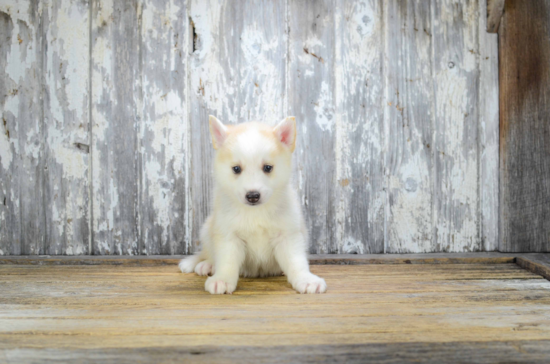 Little Mini Husky Designer Puppy