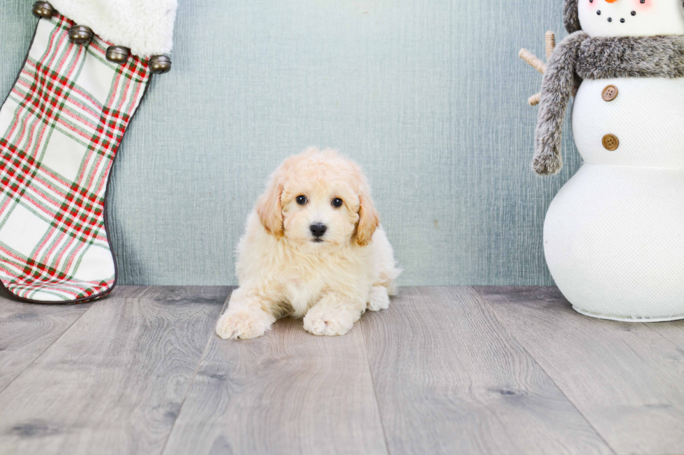 Maltipoo Puppy for Adoption