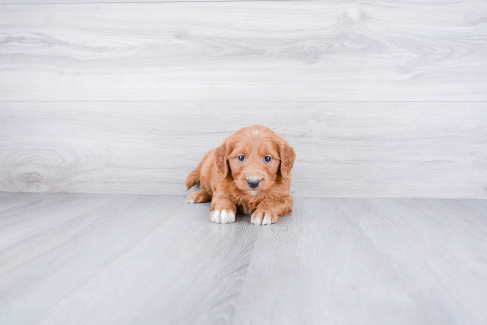 Mini Goldendoodle Puppy for Adoption