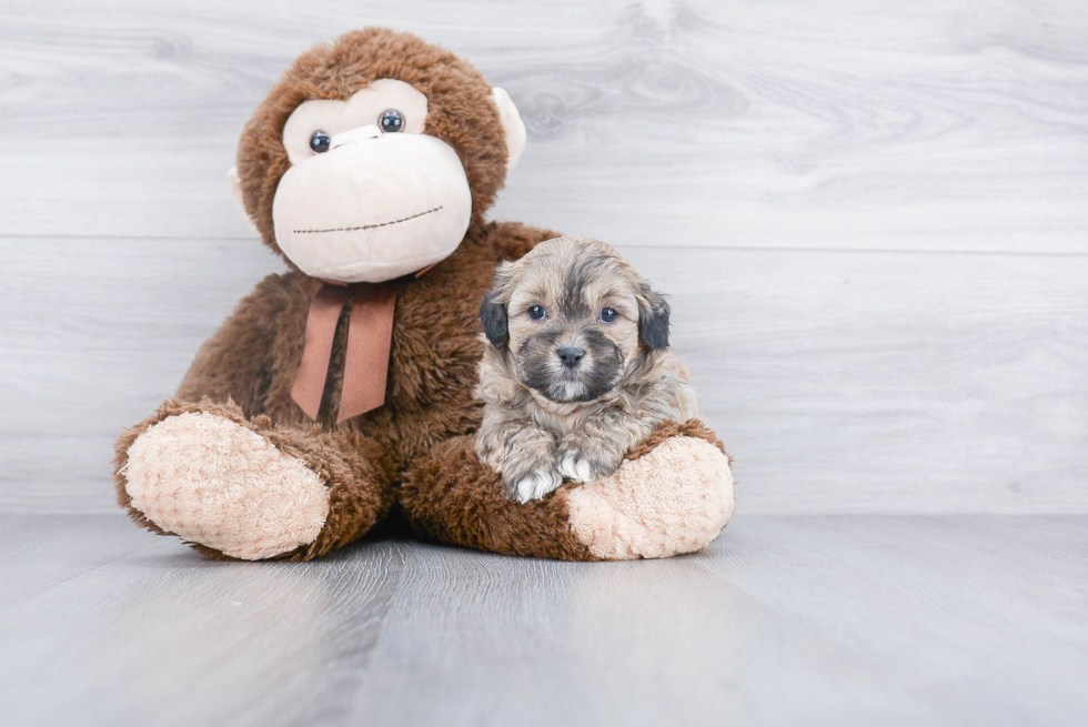 Teddy Bear Pup Being Cute