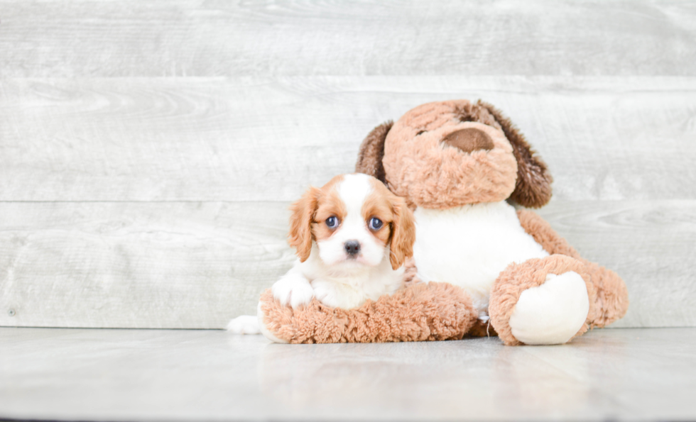 Best Cavalier King Charles Spaniel Baby