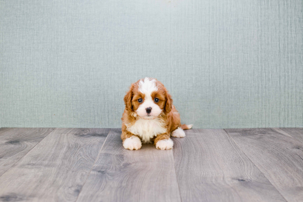 Cavapoo Puppy for Adoption