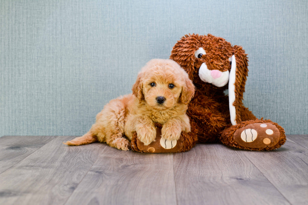 Mini Goldendoodle Puppy for Adoption