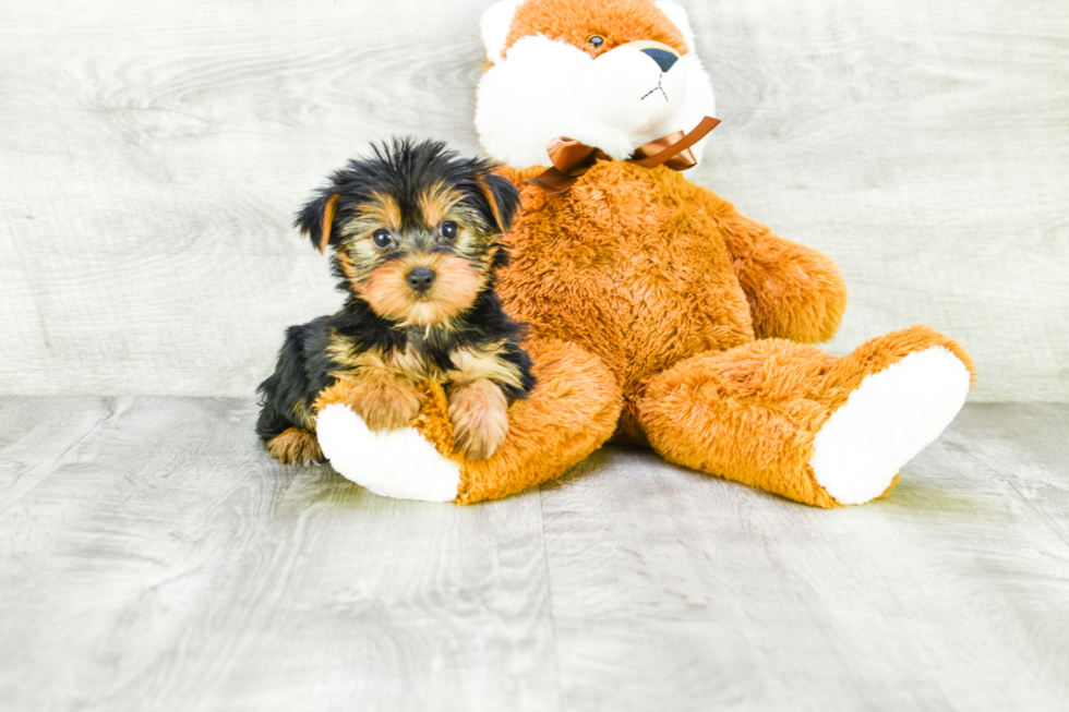 Meet Avery - our Yorkshire Terrier Puppy Photo 