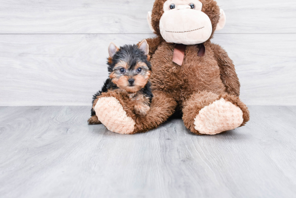 Meet Tinkerbell - our Yorkshire Terrier Puppy Photo 