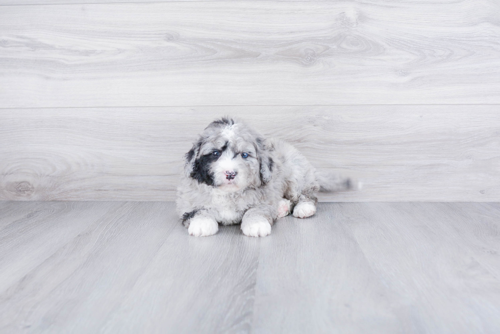 Best Mini Bernedoodle Baby