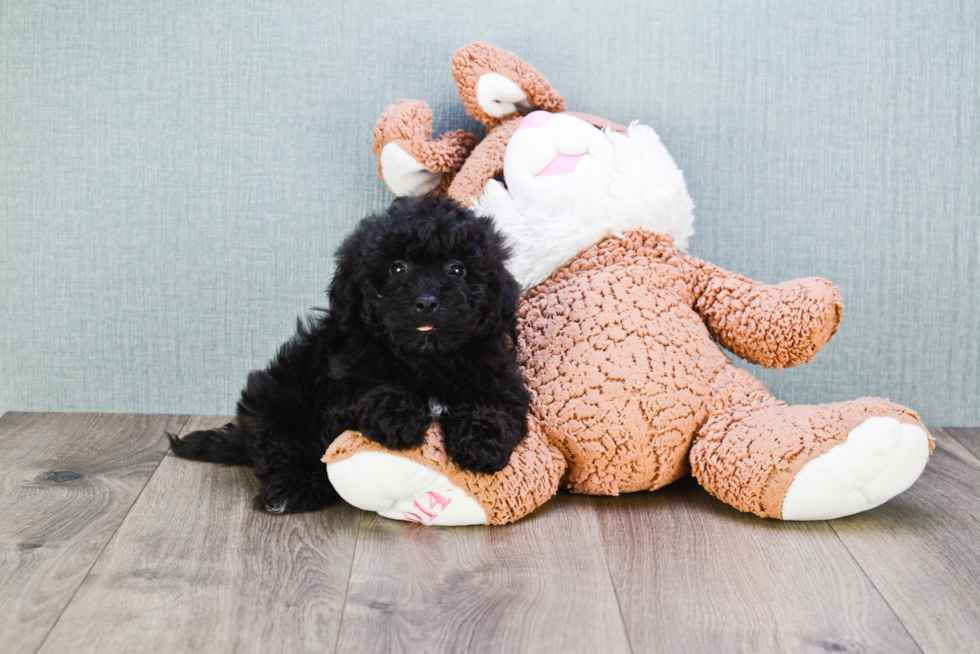 Popular Cavapoo Poodle Mix Pup