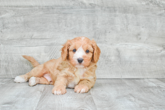 Best Cavapoo Baby