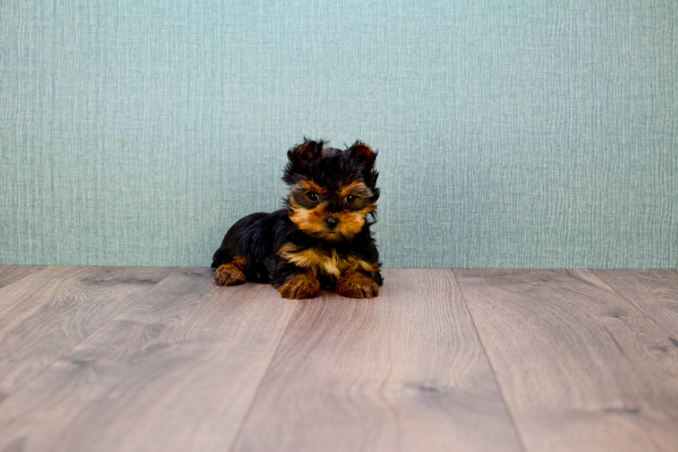 Meet Victoria - our Yorkshire Terrier Puppy Photo 