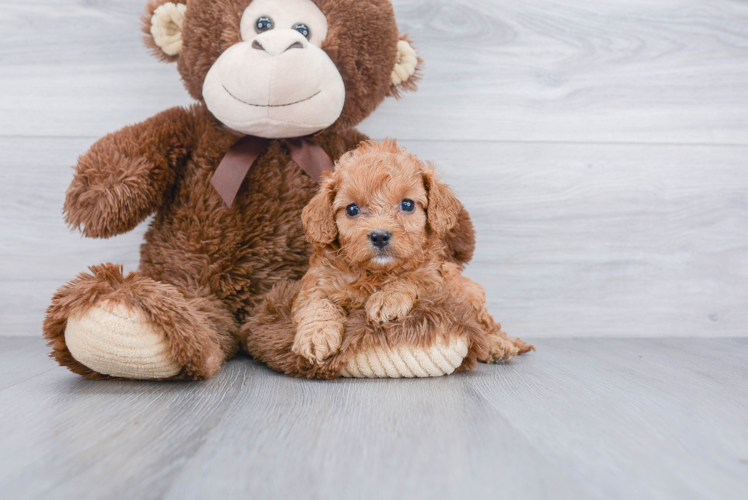 Popular Cavapoo Poodle Mix Pup