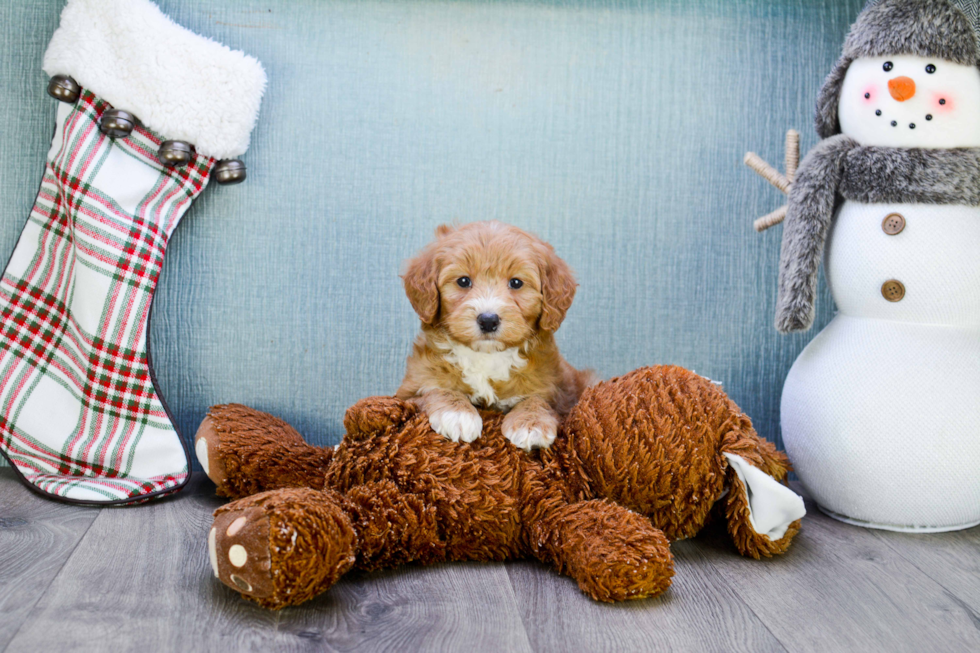 Playful Golden Retriever Poodle Mix Puppy