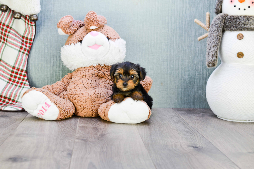 Meet Victoria - our Yorkshire Terrier Puppy Photo 