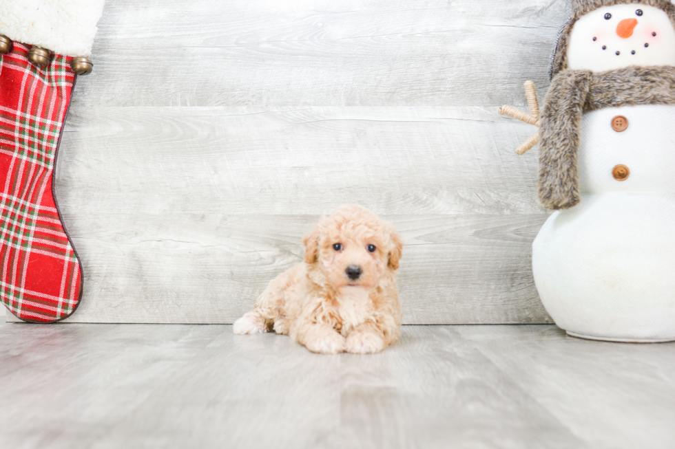 Petite Maltipoo Poodle Mix Pup