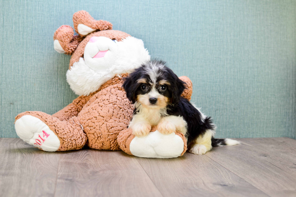 Cavachon Puppy for Adoption