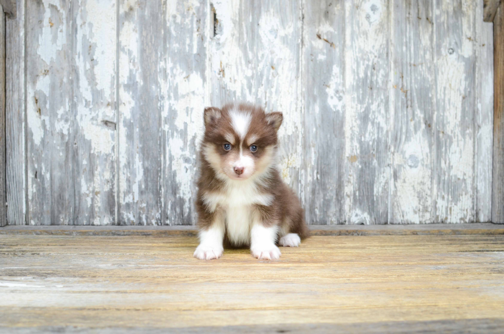 Best Pomsky Baby