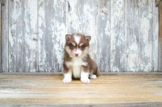 Best Pomsky Baby