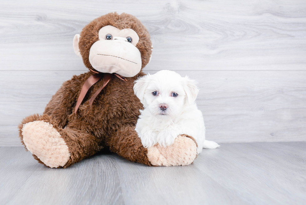 Maltipoo Pup Being Cute