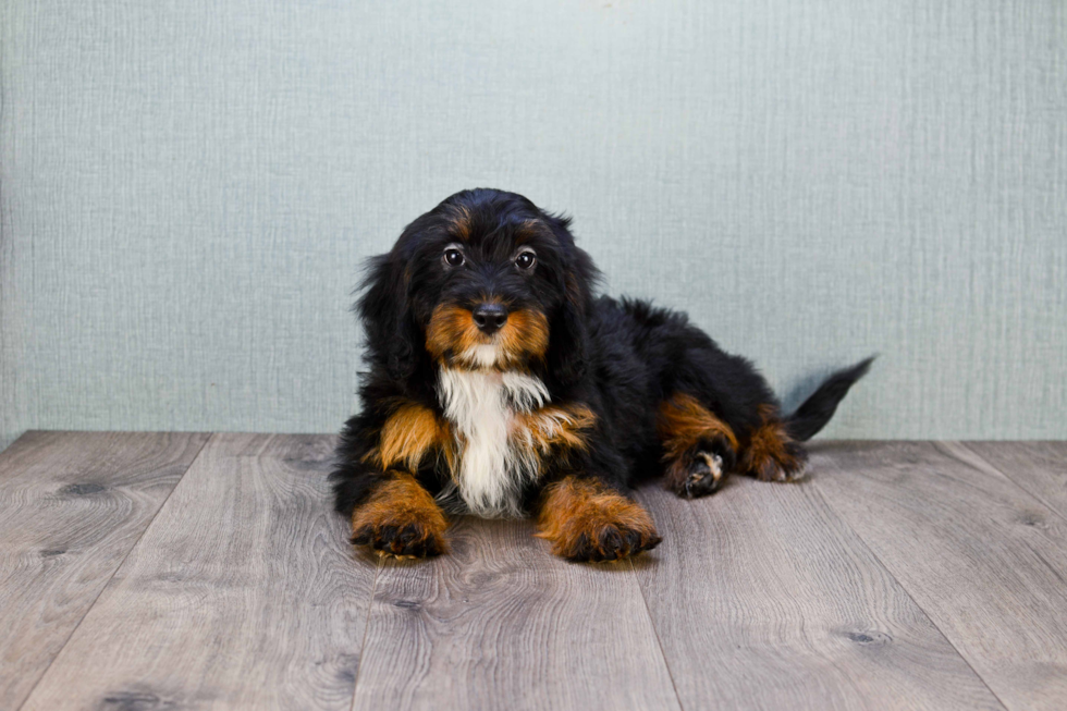 Mini Bernedoodle Pup Being Cute