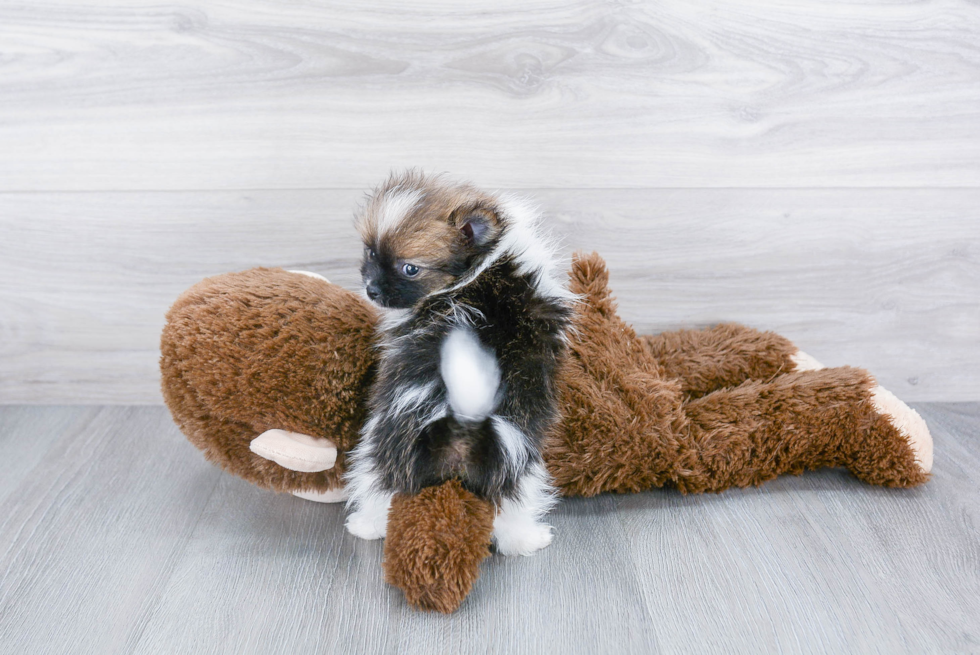 Petite Pomeranian Purebred Puppy