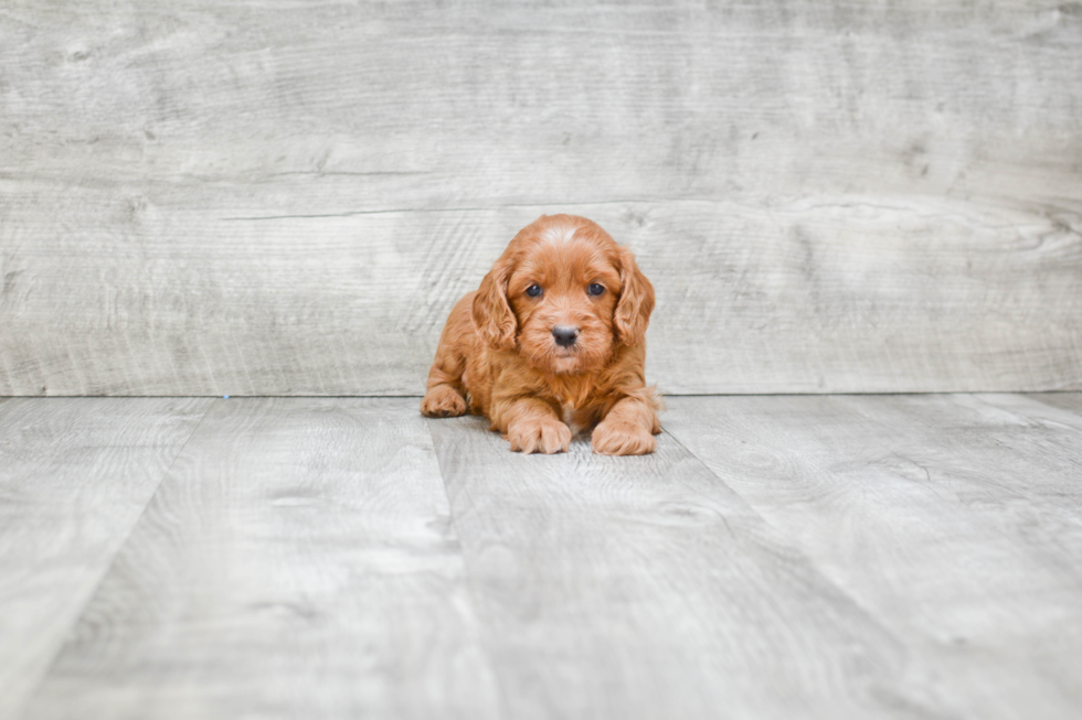 Popular Cavapoo Poodle Mix Pup