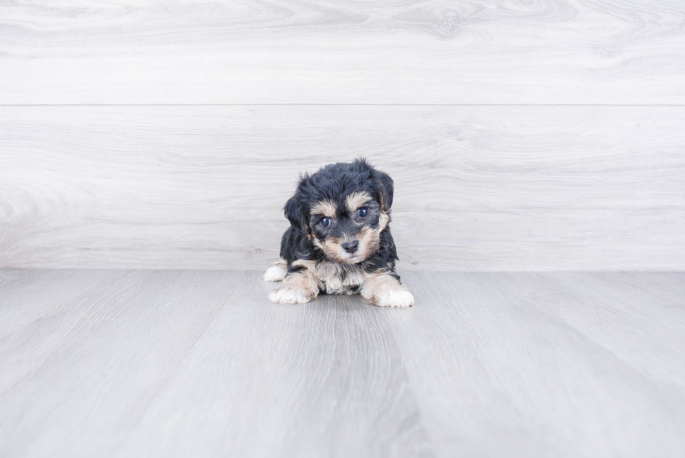 Morkie Puppy for Adoption