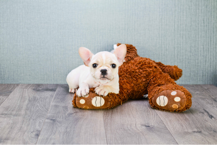 Best French Bulldog Baby