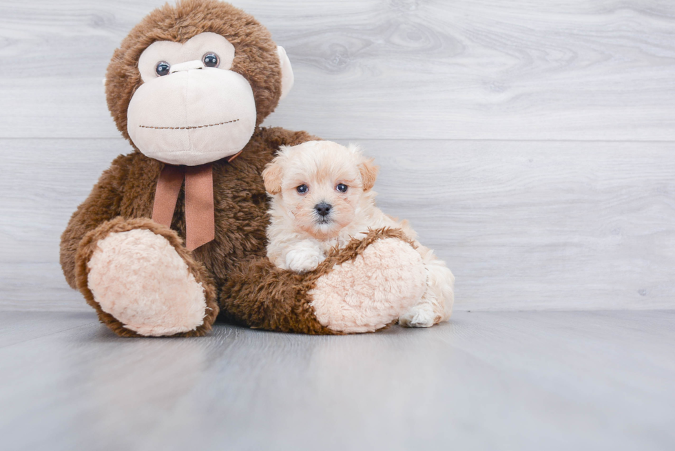 Maltipoo Puppy for Adoption