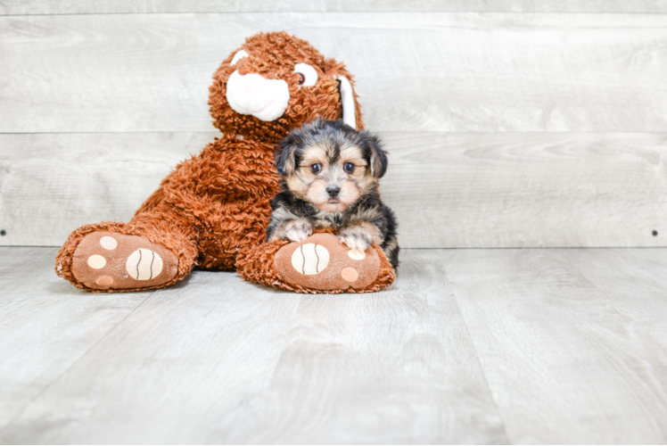 Little Yorkie Designer Puppy