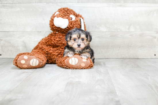 Little Yorkie Designer Puppy