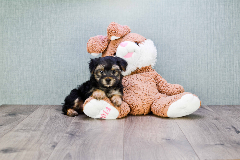 Sweet Morkie Baby