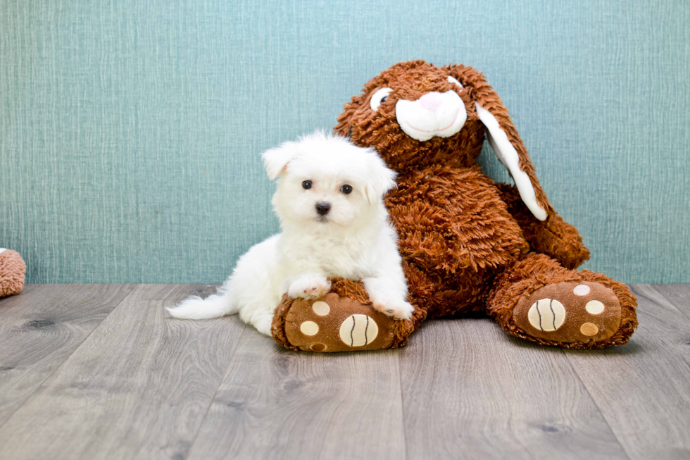 Little Maltese Baby