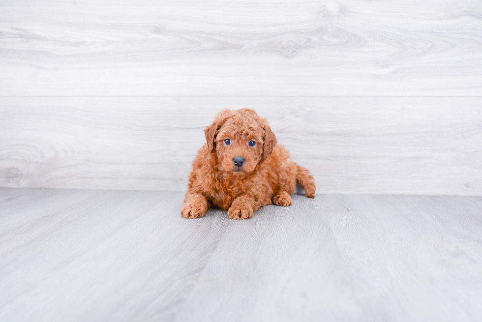 Adorable Golden Retriever Poodle Mix Puppy